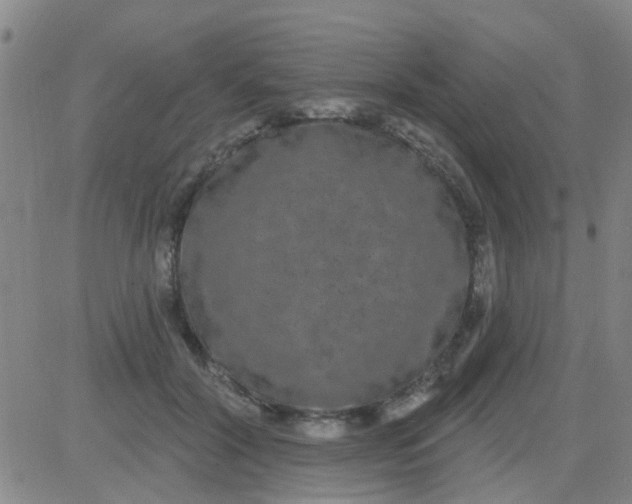 X0000083990604200703021941