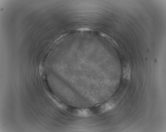 X0000083990618200703021941