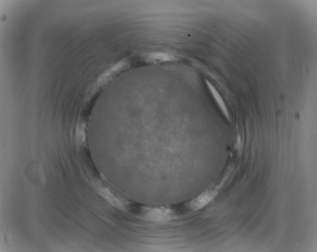 X0000083990621200703021941