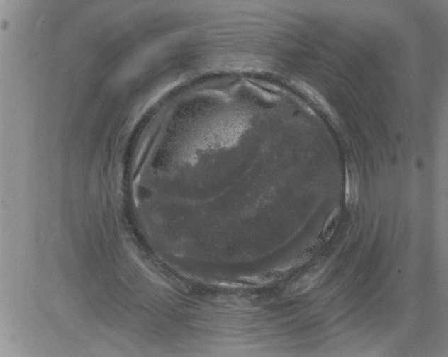 X0000083990627200703021940