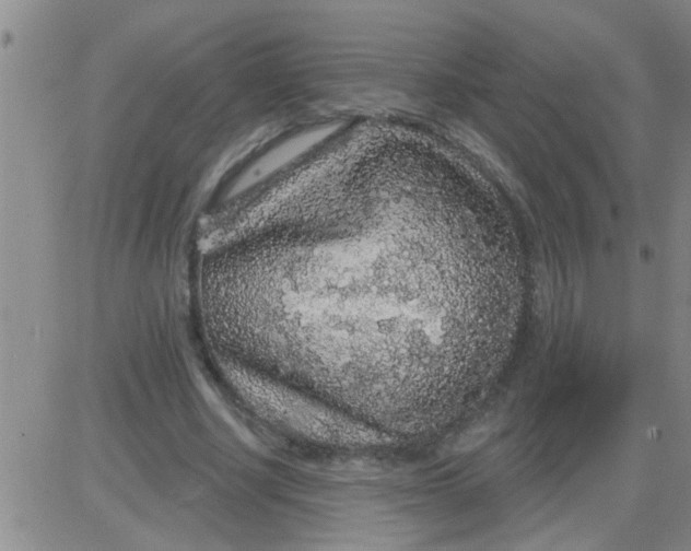 X0000083990634200703021940