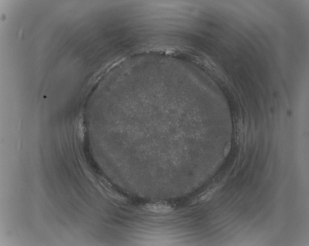 X0000083990644200703021940