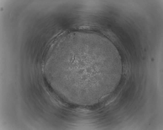 X0000083990648200703021941