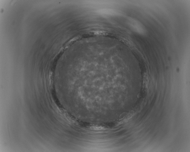 X0000083990650200703021941