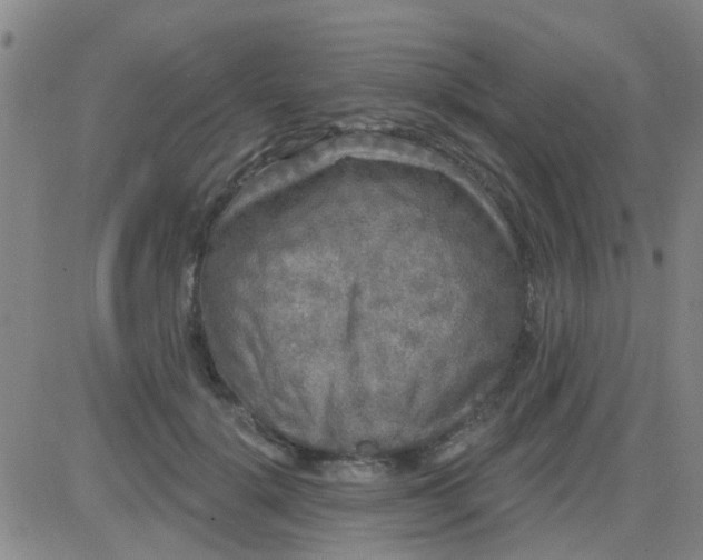 X0000083990652200703021941