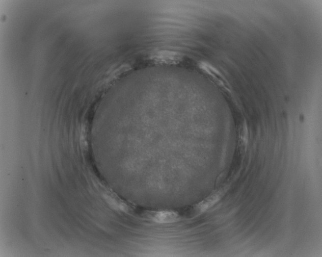 X0000083990663200703021941