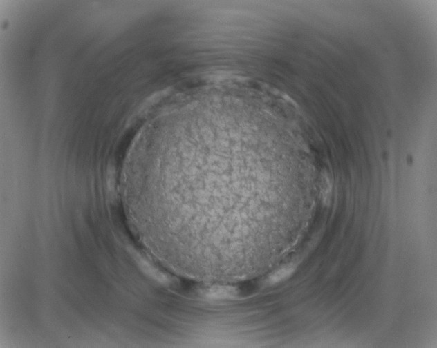 X0000083990670200703021941