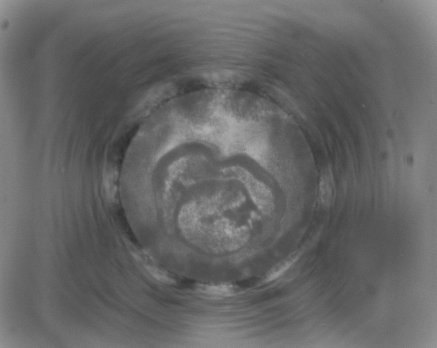 X0000083990671200703021941