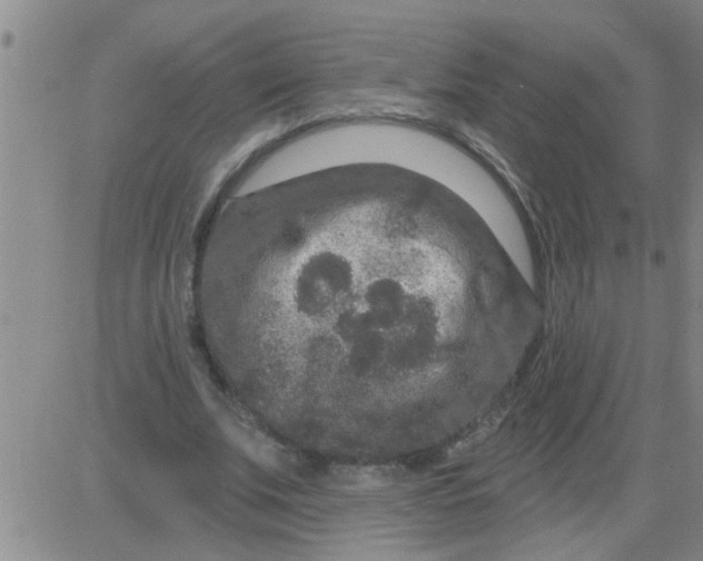 X0000083990679200703021940