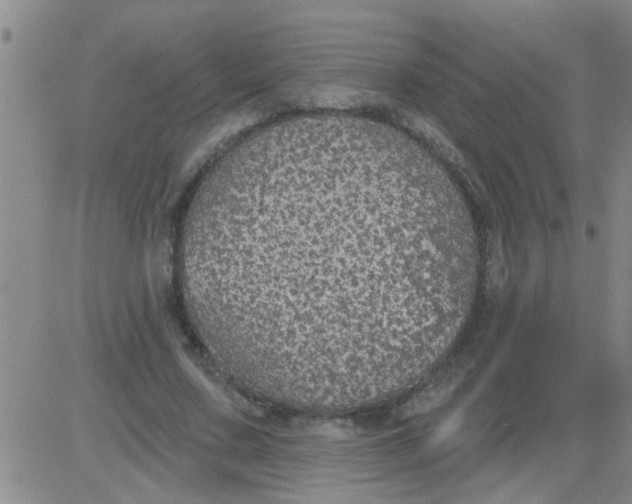 X0000083990683200703021940