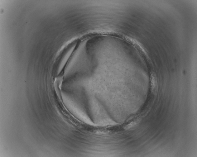 X0000083990684200703021940