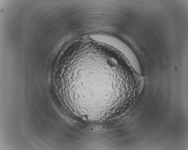 X0000083990687200703021940