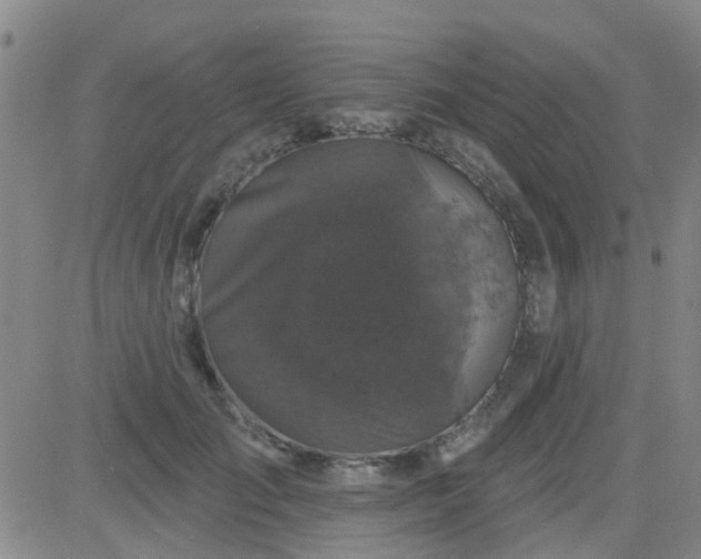 X0000083990701200703021940