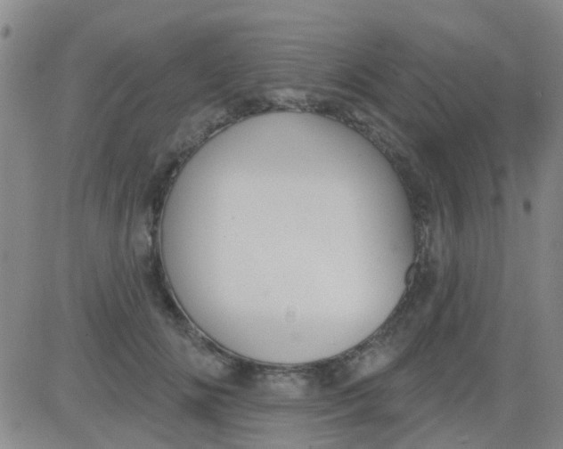 X0000083990702200703021940