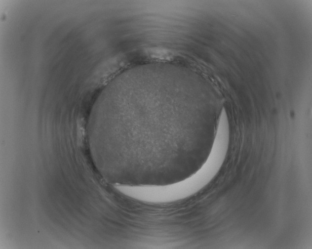 X0000083990707200703021940