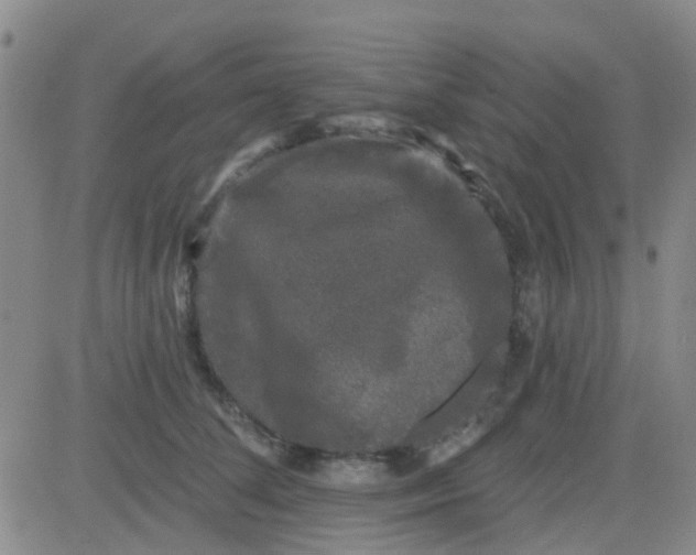 X0000083990708200703021940