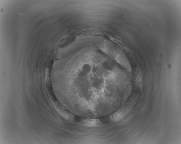 X0000083990711200703021939