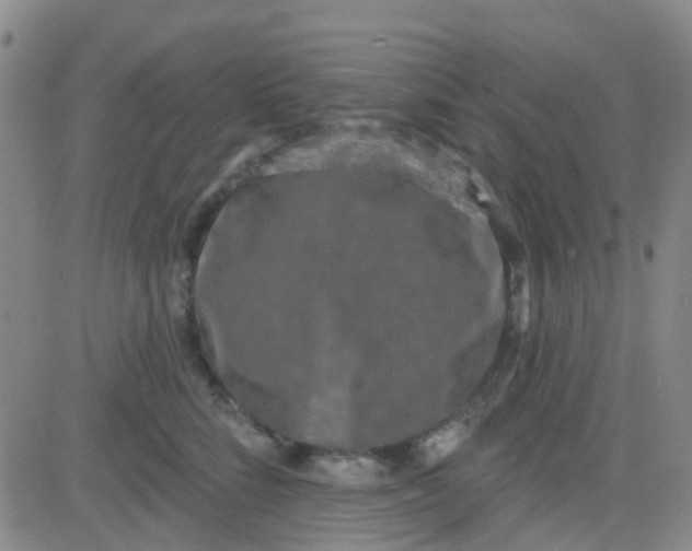 X0000083990712200703021939