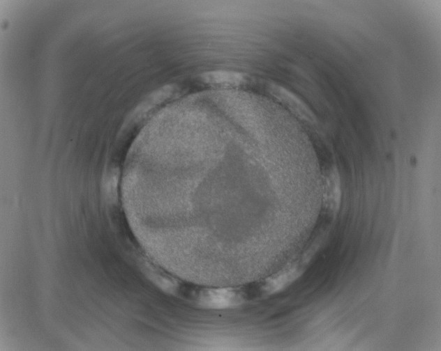 X0000083990717200703021939