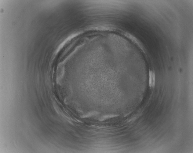 X0000083990723200703021939