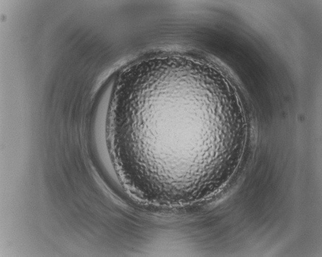 X0000083990725200703021939