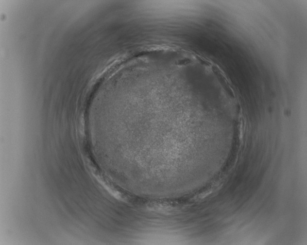 X0000083990729200703021939