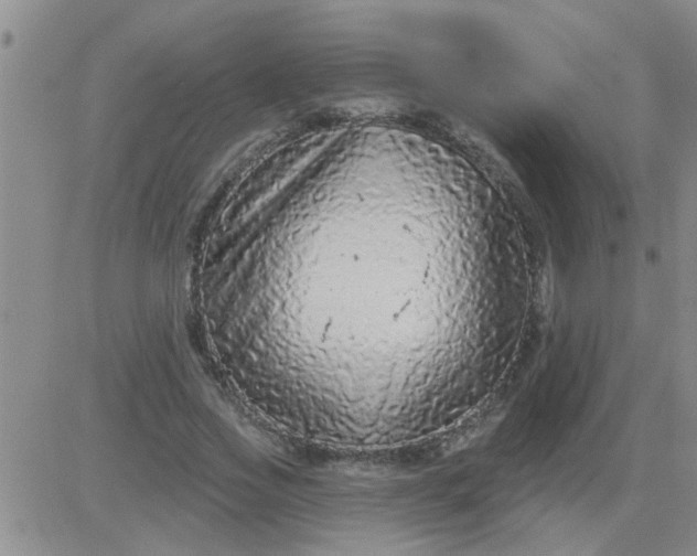 X0000083990733200703021939