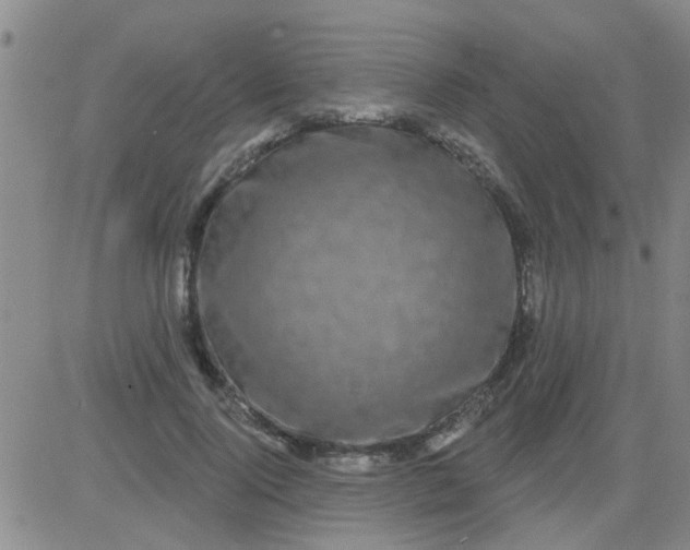 X0000083990740200703021939