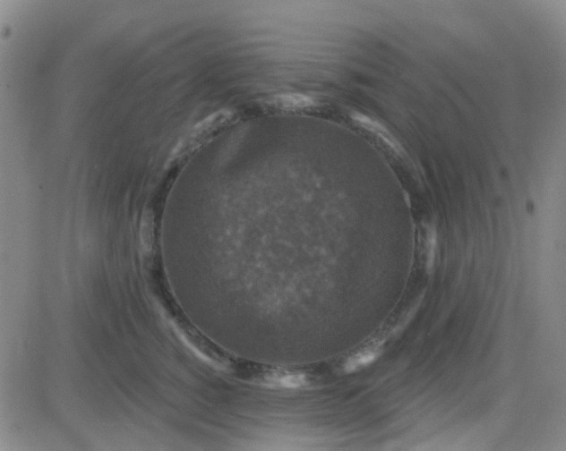 X0000083990760200703021939