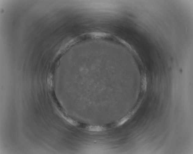 X0000083990766200703021939