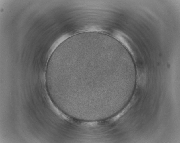 X0000083990810200703021938