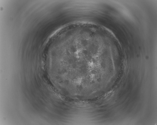 X0000083990823200703021937