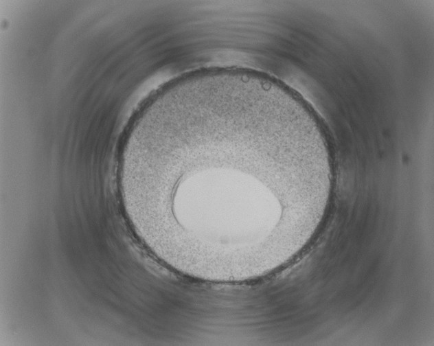 X0000083990832200703021937