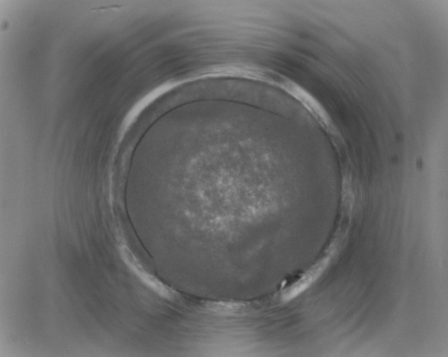 X0000083990854200703021938