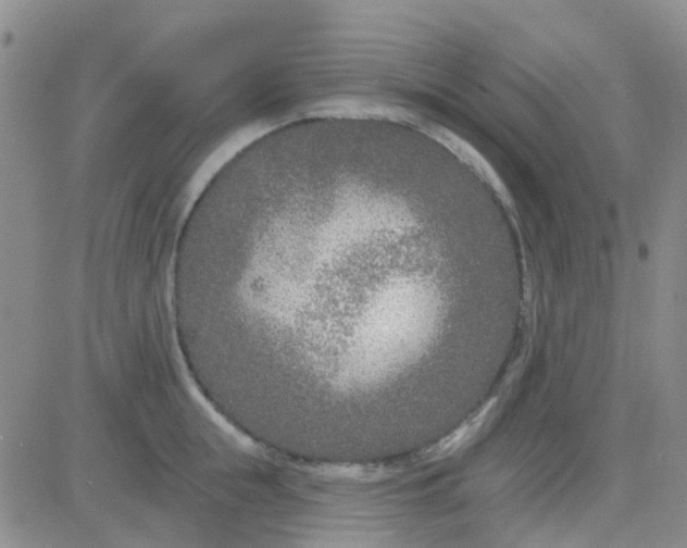 X0000083990855200703021938