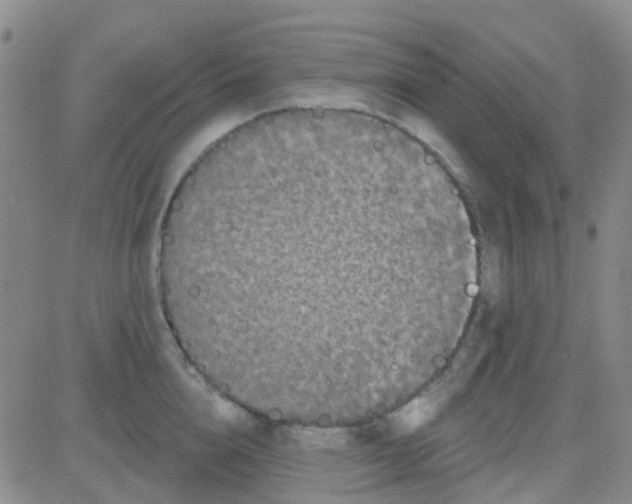 X0000083990856200703021938