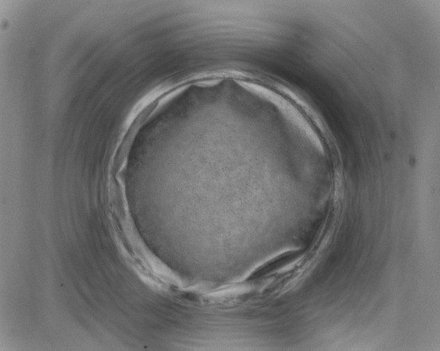 X0000083990858200703021938