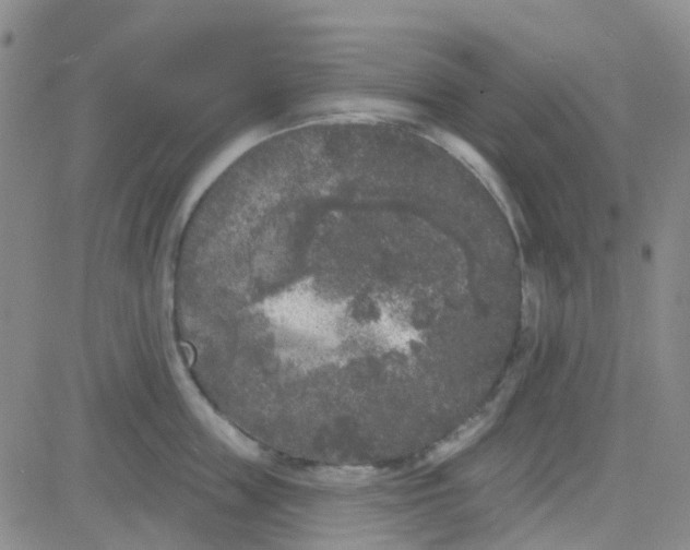 X0000083990859200703021938