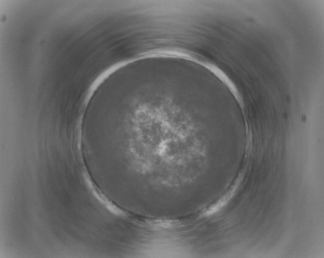 X0000083990862200703021938