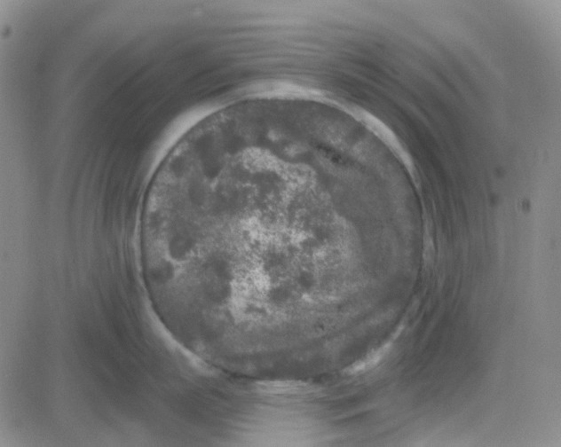 X0000083990863200703021938