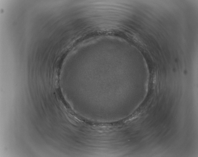 X0000083990868200703021937