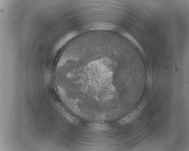 X0000083990874200703021937