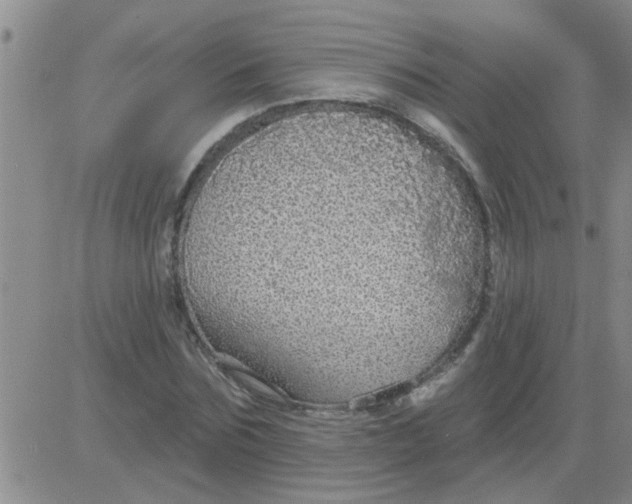 X0000083990875200703021937