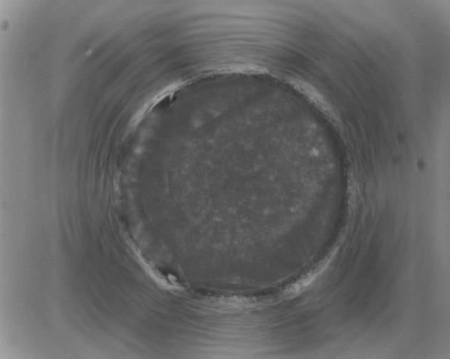 X0000083990881200703021937