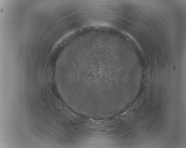 X0000083990919200703021935