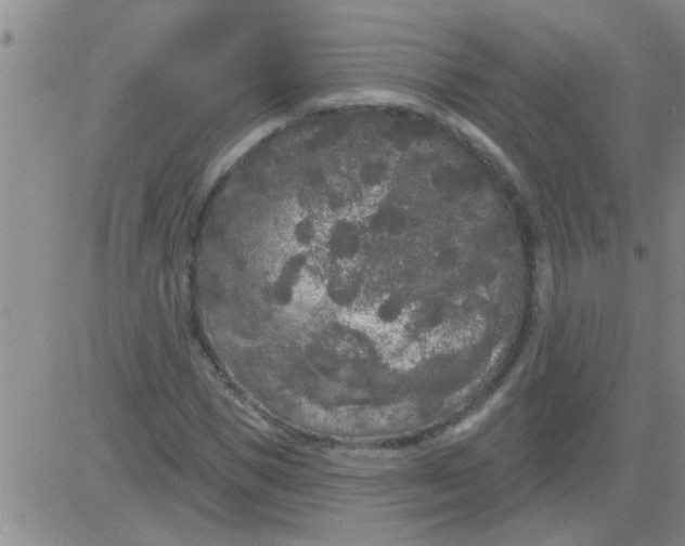 X0000083990921200703021935