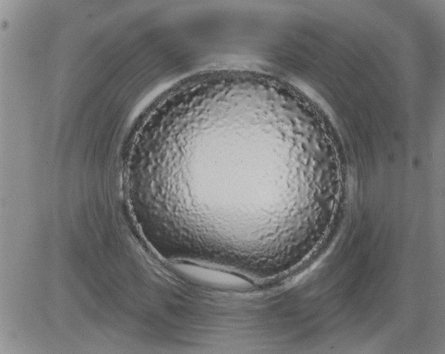 X0000083990925200703021935