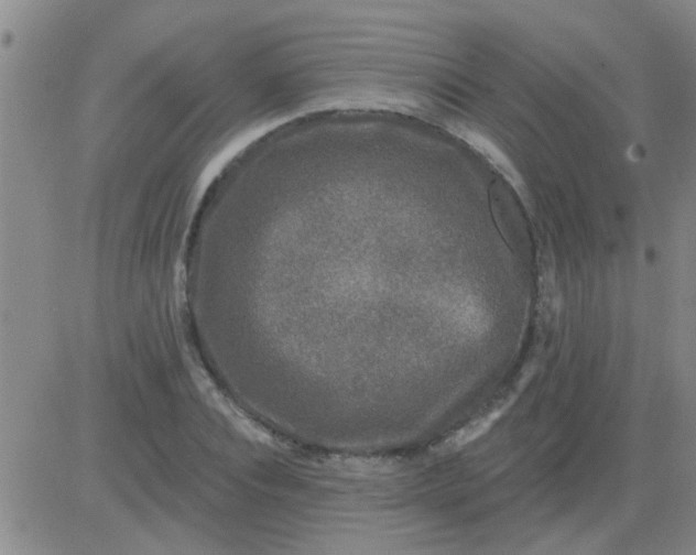 X0000083990928200703021936