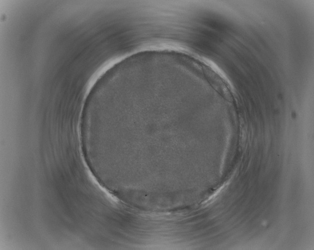 X0000083990943200703021936