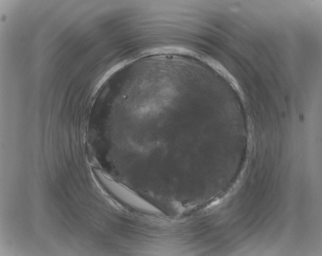 X0000083990945200703021936